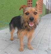 dog5506-10
