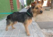 dog5506-11