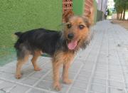 dog5506-12