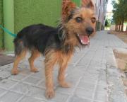 dog5506-3