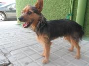 dog5506-4