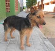 dog5506-5