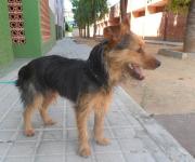 dog5506-6