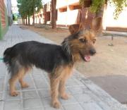 dog5506-7