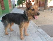 dog5506-8