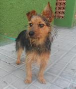 dog5506-9