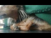 VID 20180127 WA0001