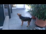 VID 20180419 103534